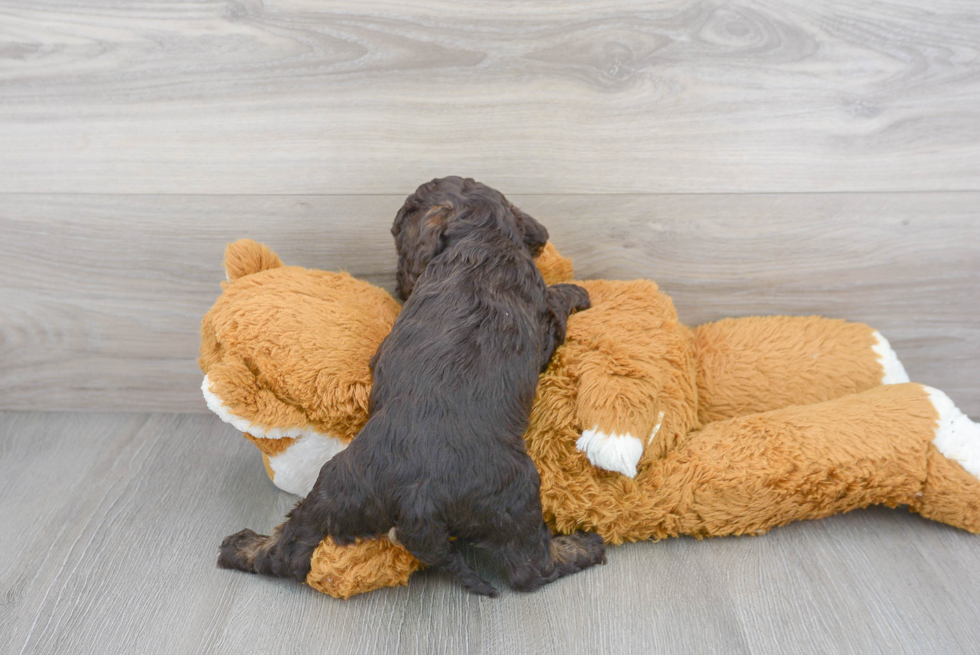 Cockapoo Pup Being Cute