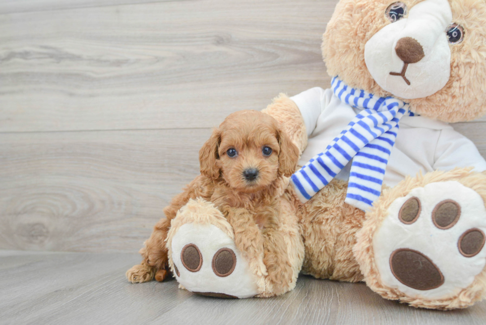 Cockapoo Pup Being Cute