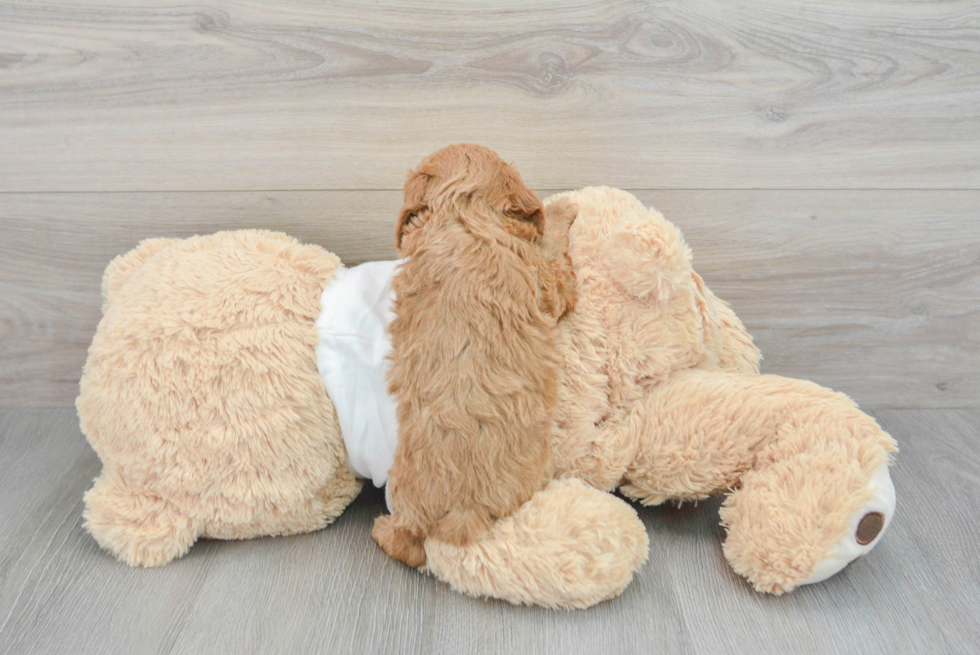 Small Cockapoo Baby