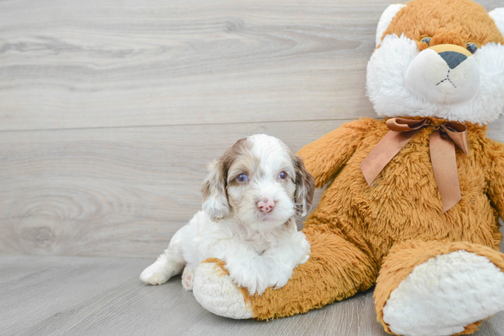 Cockapoo Puppy for Adoption