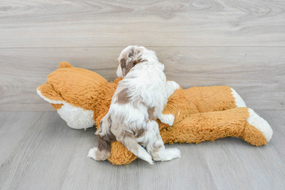 Cockapoo Pup Being Cute