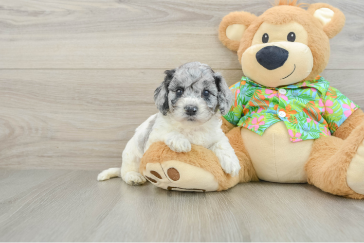 Cockapoo Pup Being Cute