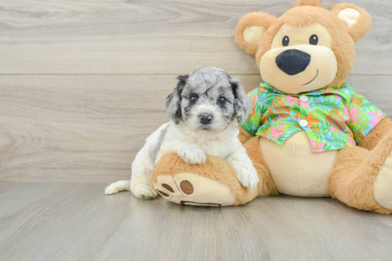 Cockapoo Pup Being Cute