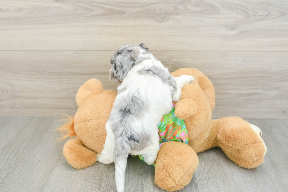 Cockapoo Puppy for Adoption