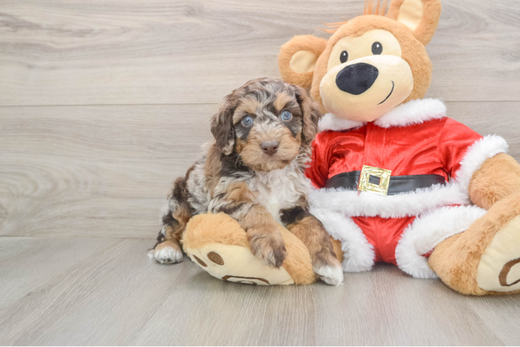 Cockapoo Pup Being Cute