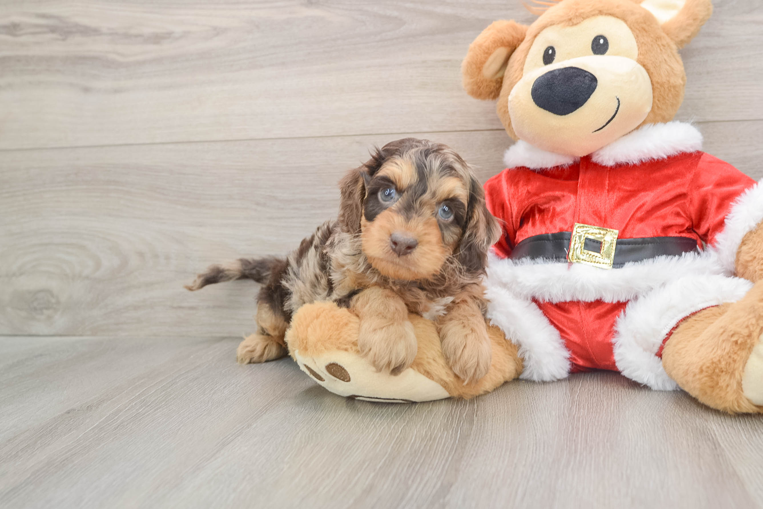 Cockapoo Puppy for Adoption