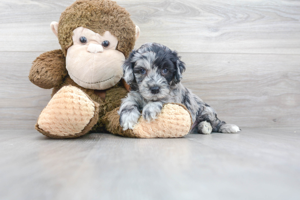 Cockapoo Pup Being Cute