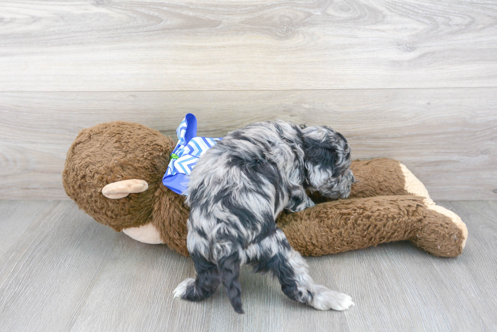 Cockapoo Puppy for Adoption