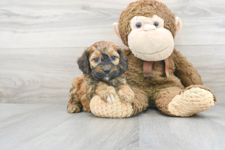 Hypoallergenic Cockerpoo Poodle Mix Puppy
