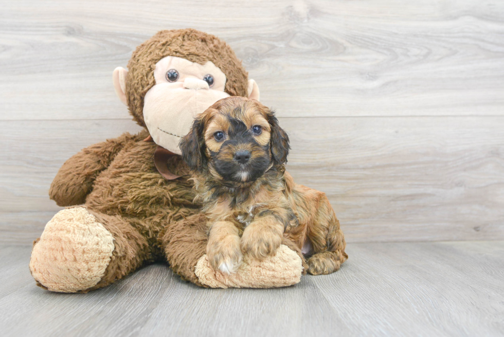 Cockapoo Puppy for Adoption