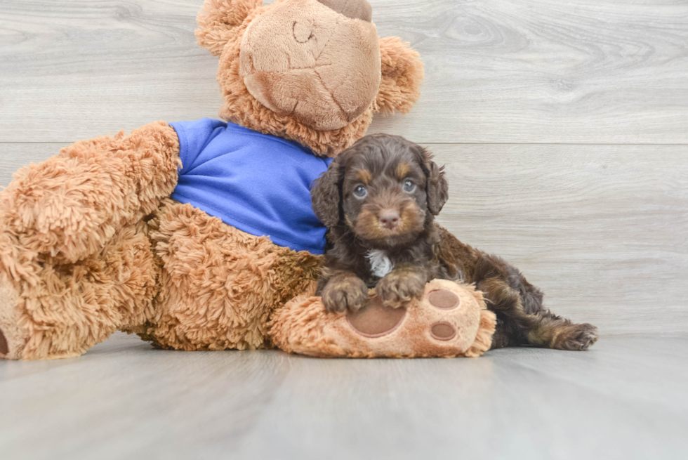 Playful Cockerpoo Poodle Mix Puppy