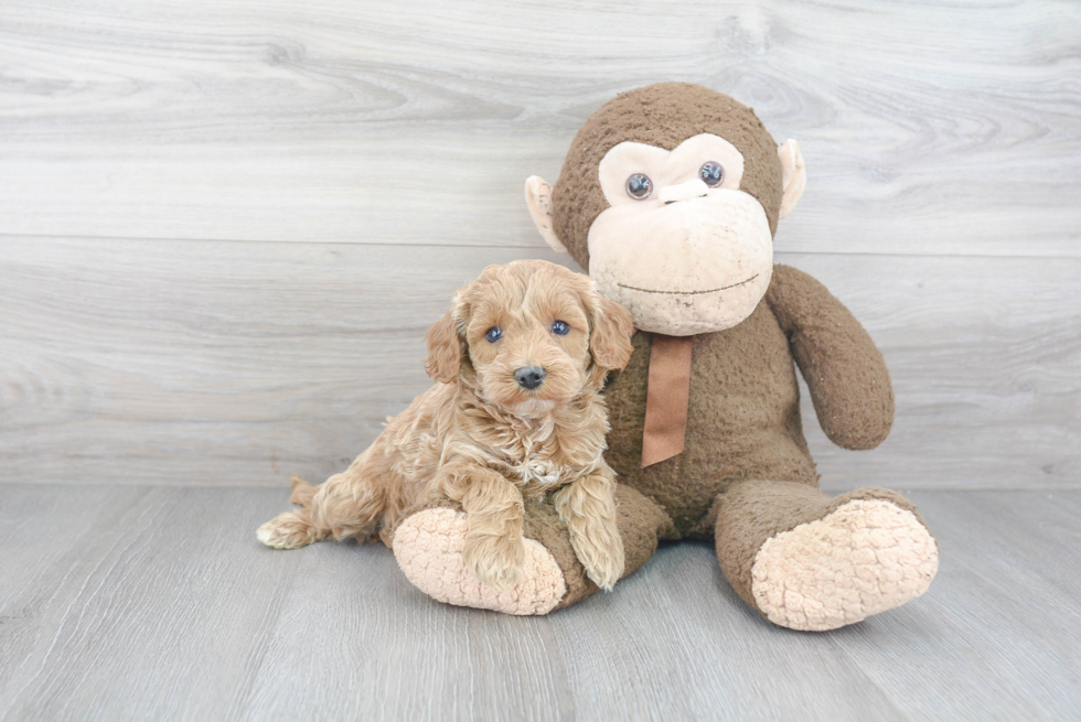Cockapoo Puppy for Adoption