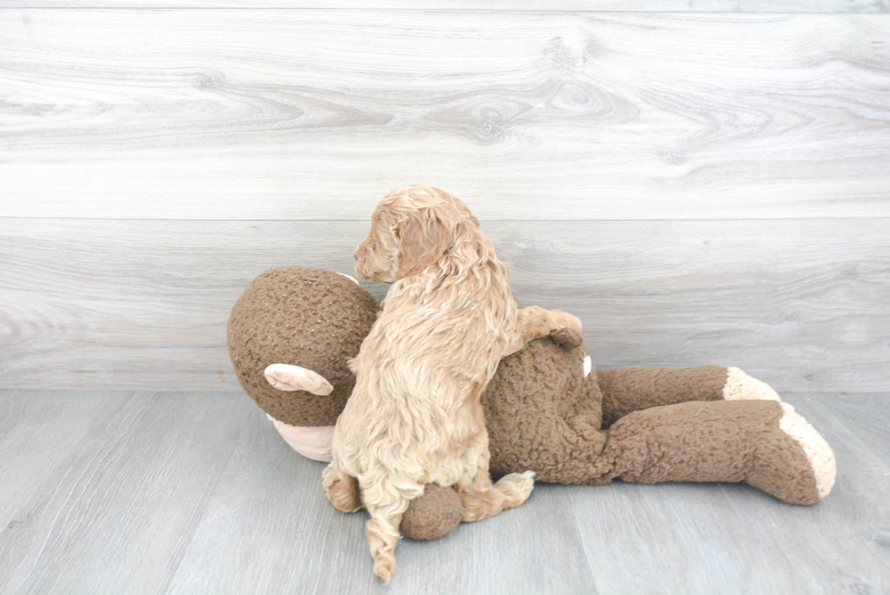 Cockapoo Pup Being Cute