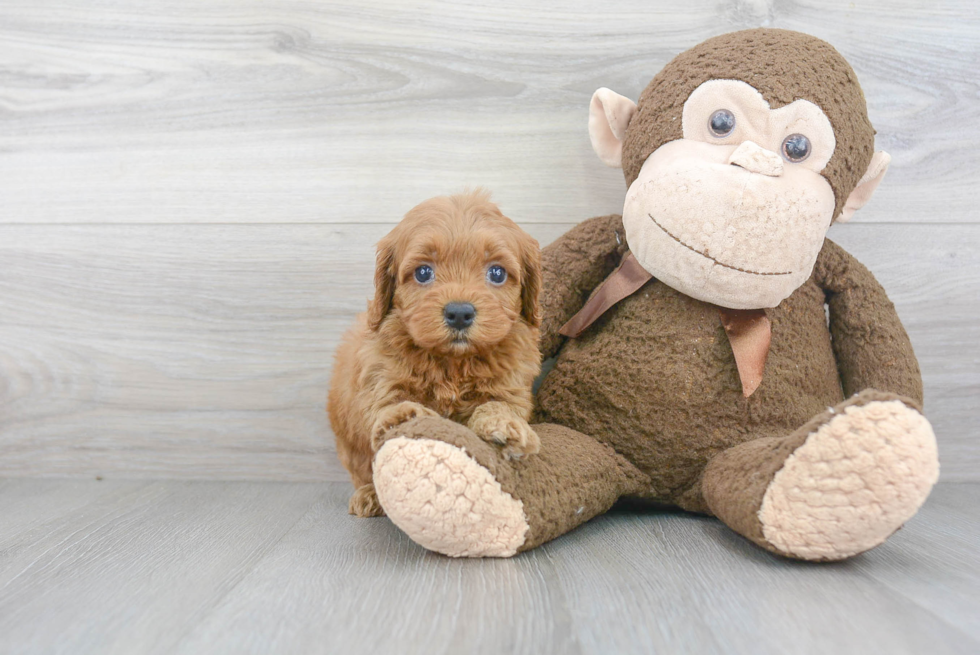 Friendly Cockapoo Baby