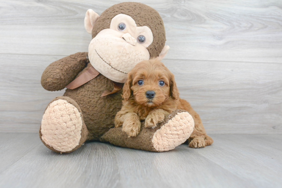 Energetic Cockerpoo Poodle Mix Puppy