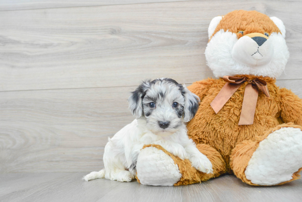 Funny Cockapoo Poodle Mix Pup
