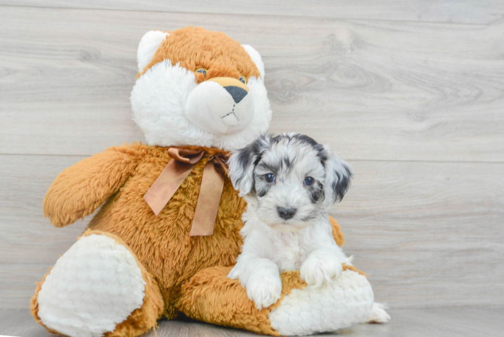 Friendly Cockapoo Baby