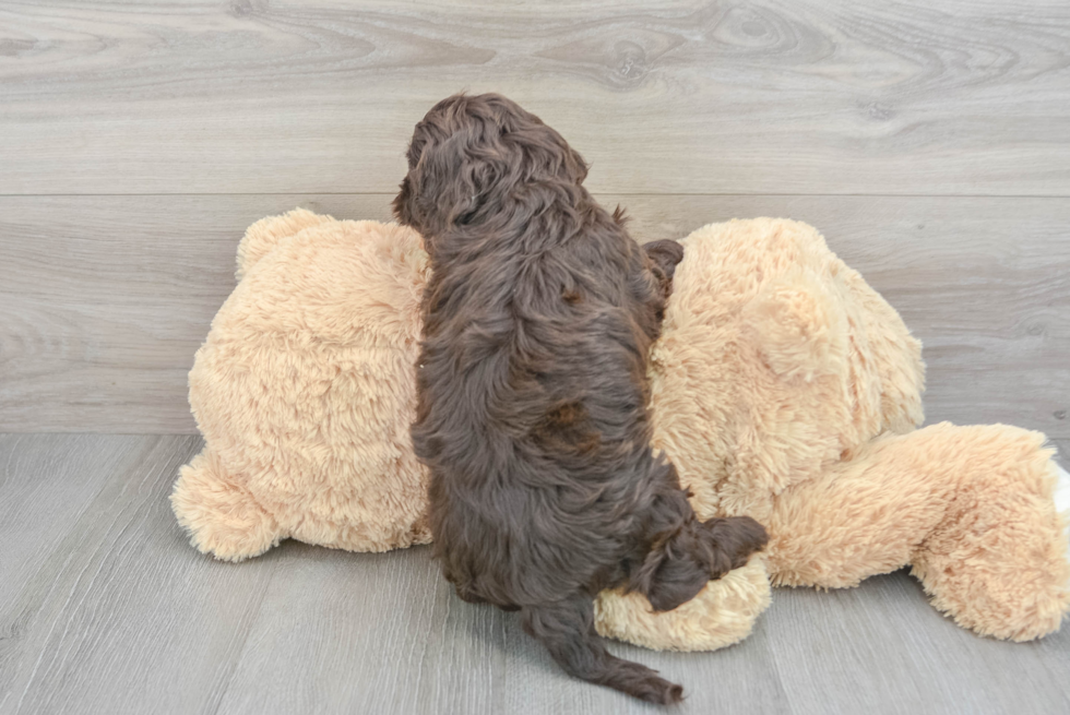 Fluffy Cockapoo Poodle Mix Pup