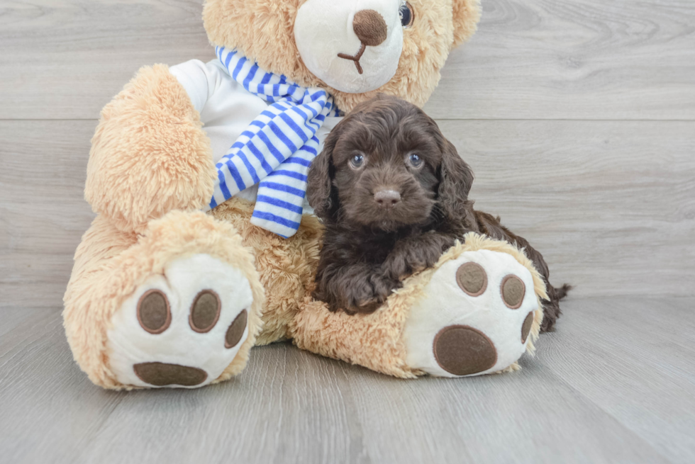 Playful Cockerpoo Poodle Mix Puppy