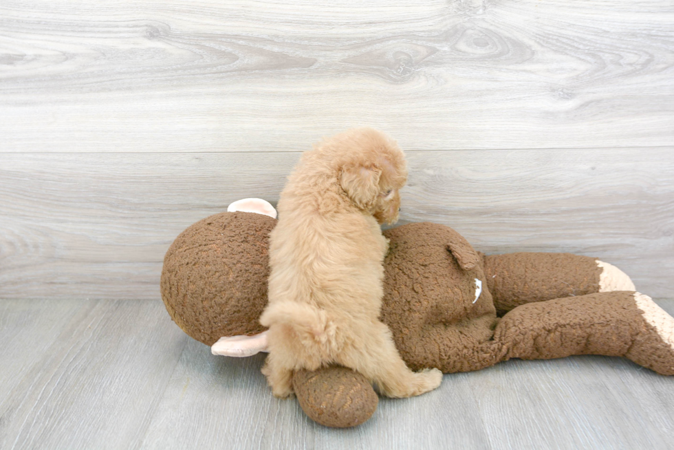 Playful Cockerpoo Poodle Mix Puppy