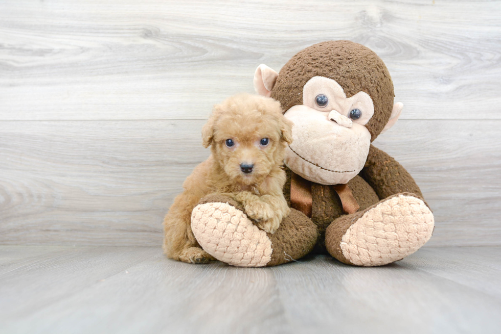 Cockapoo Pup Being Cute