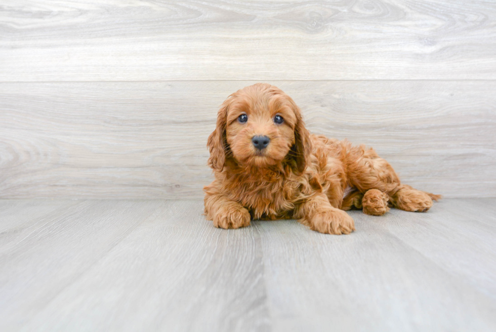 Best Cockapoo Baby