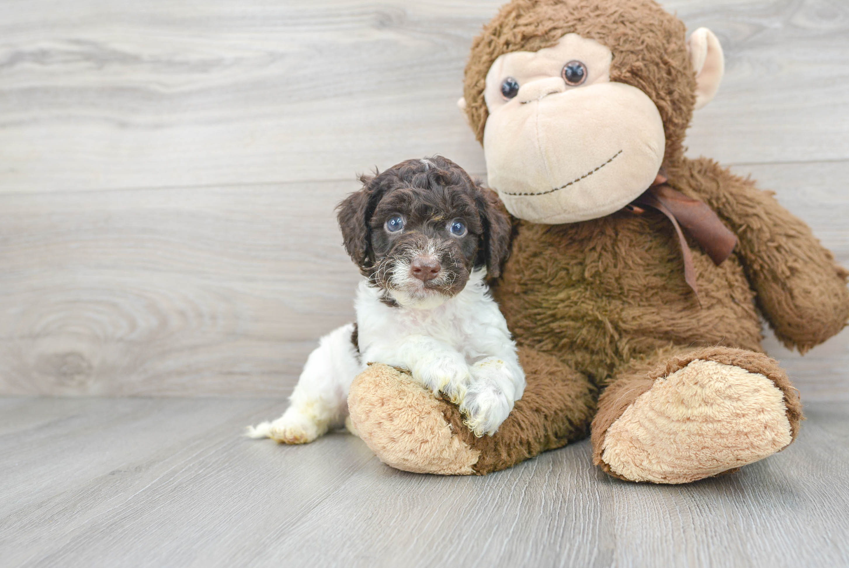 Fluffy Cockapoo Poodle Mix Pup