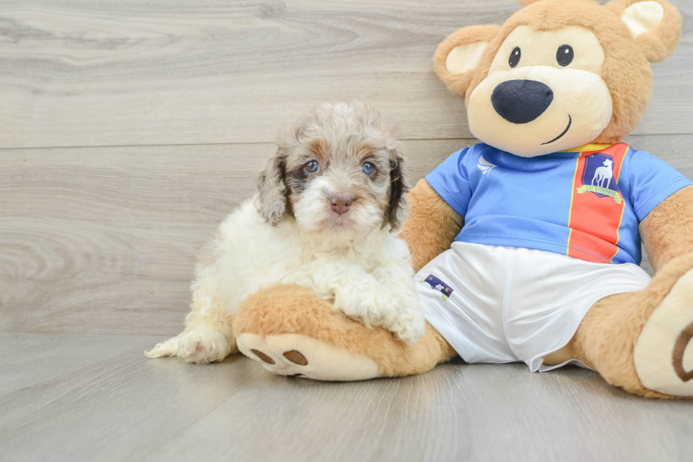 Fluffy Cockapoo Poodle Mix Pup