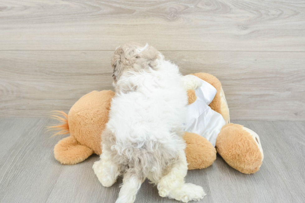 Cockapoo Pup Being Cute