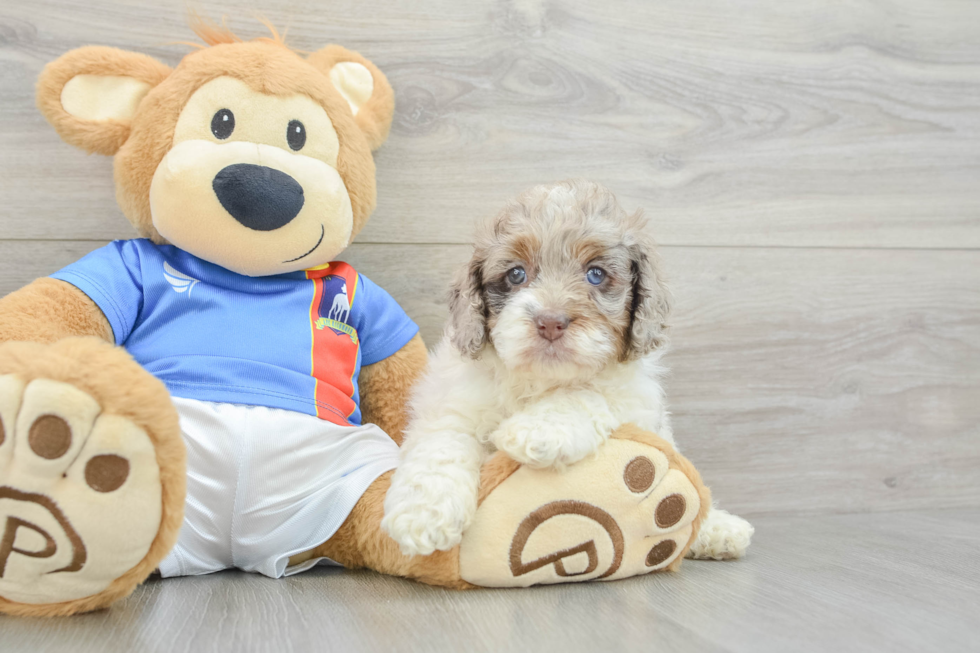 Cockapoo Puppy for Adoption