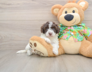 5 week old Cockapoo Puppy For Sale - Premier Pups