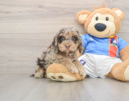7 week old Cockapoo Puppy For Sale - Premier Pups