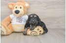 Cockapoo Puppy for Adoption