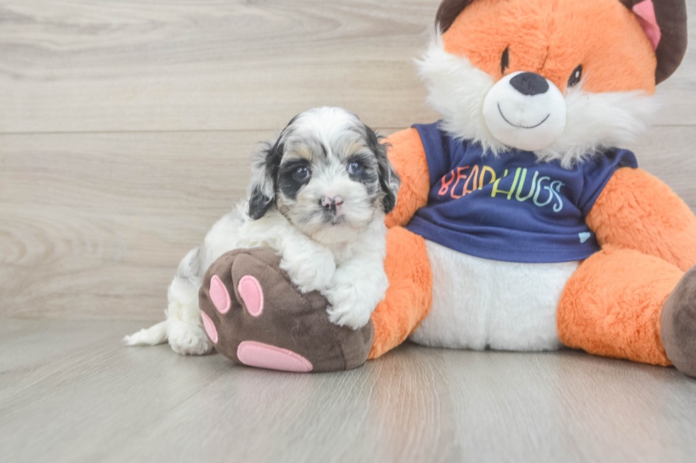 Cockapoo Pup Being Cute