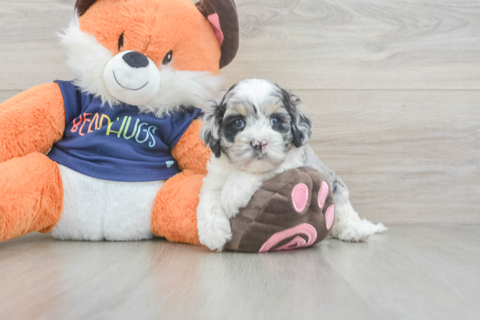 Happy Cockapoo Baby
