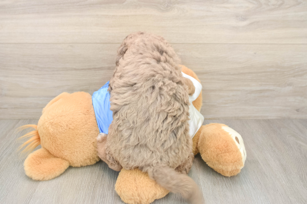 Cockapoo Pup Being Cute