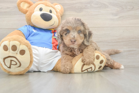 Cockapoo Puppy for Adoption