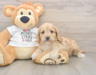 7 week old Cockapoo Puppy For Sale - Premier Pups