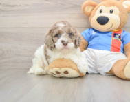 7 week old Cockapoo Puppy For Sale - Premier Pups