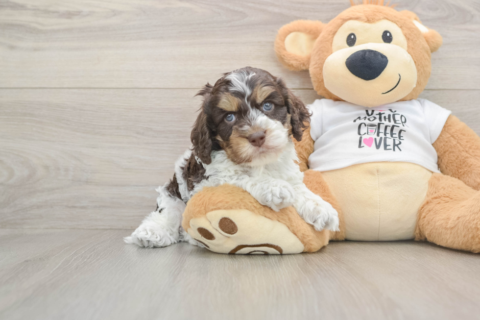 Friendly Cockapoo Baby