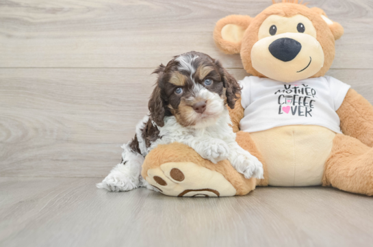 Friendly Cockapoo Baby