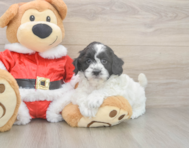 6 week old Cockapoo Puppy For Sale - Premier Pups