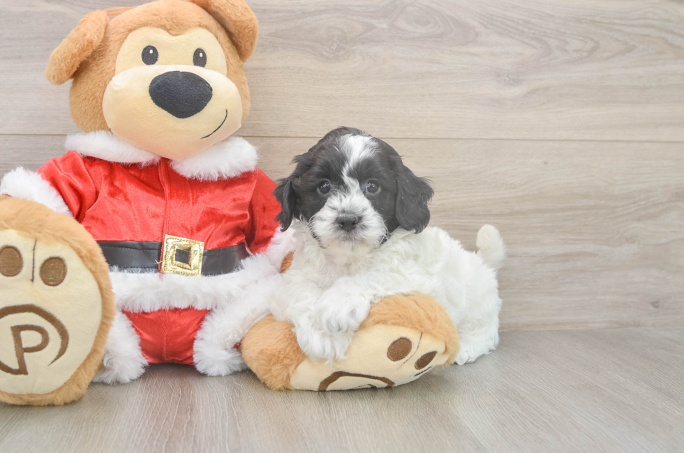 6 week old Cockapoo Puppy For Sale - Premier Pups