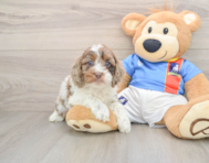 7 week old Cockapoo Puppy For Sale - Premier Pups