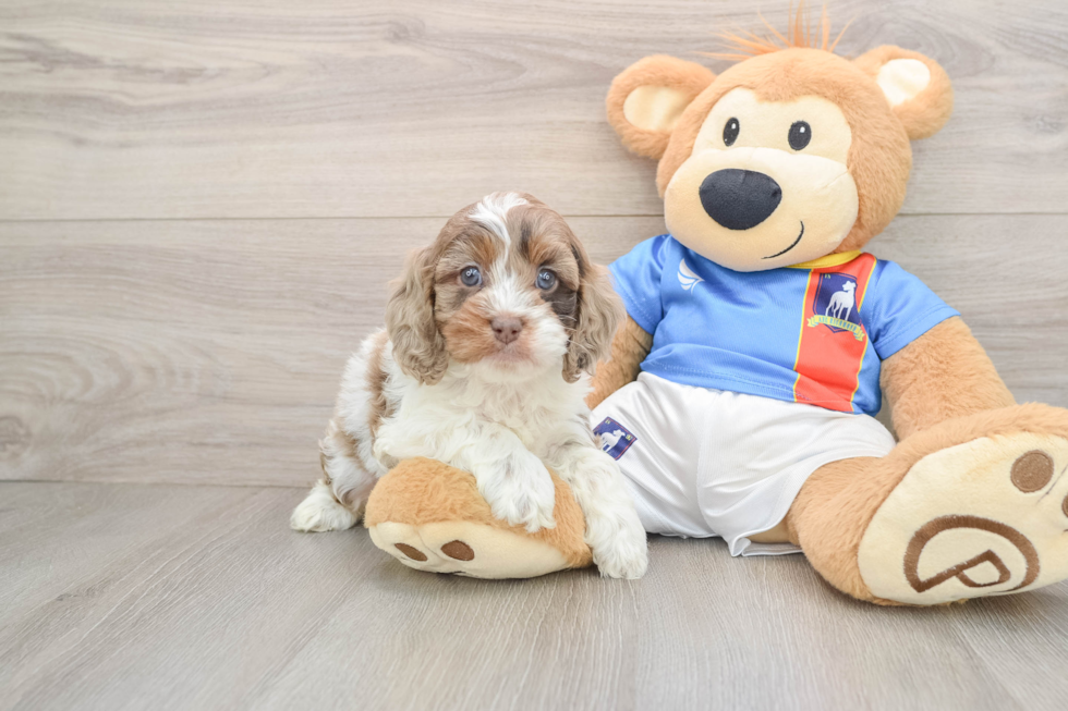Adorable Cocker Doodle Poodle Mix Puppy