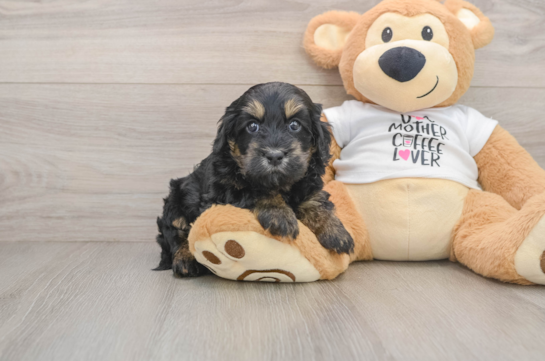 DELL, a Cockapoo littermate