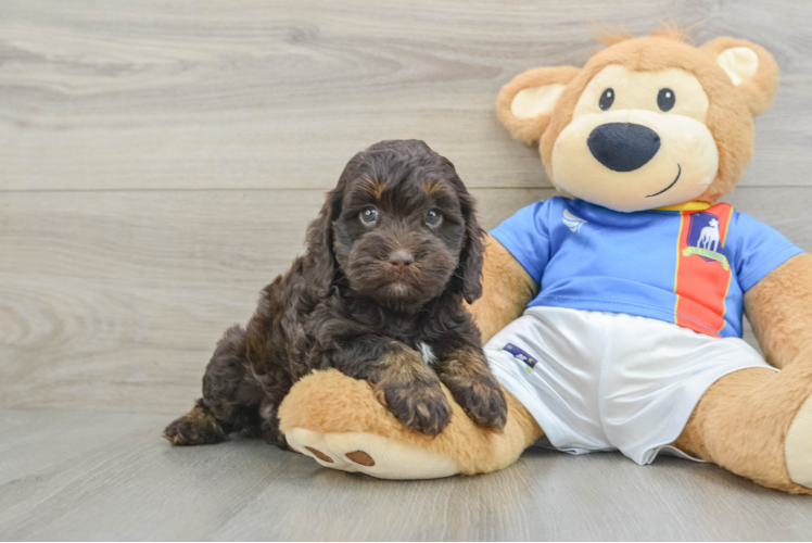 Cockapoo Puppy for Adoption