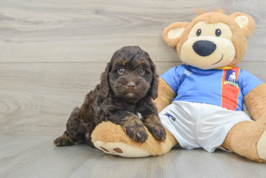 Cockapoo Puppy for Adoption