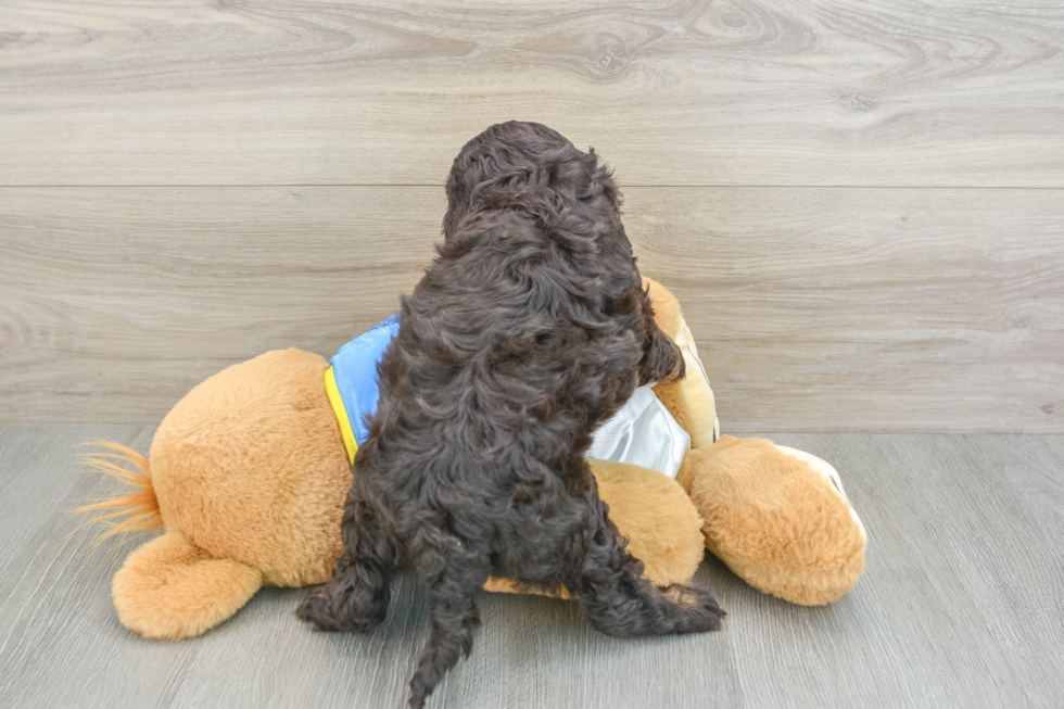 Cockapoo Puppy for Adoption