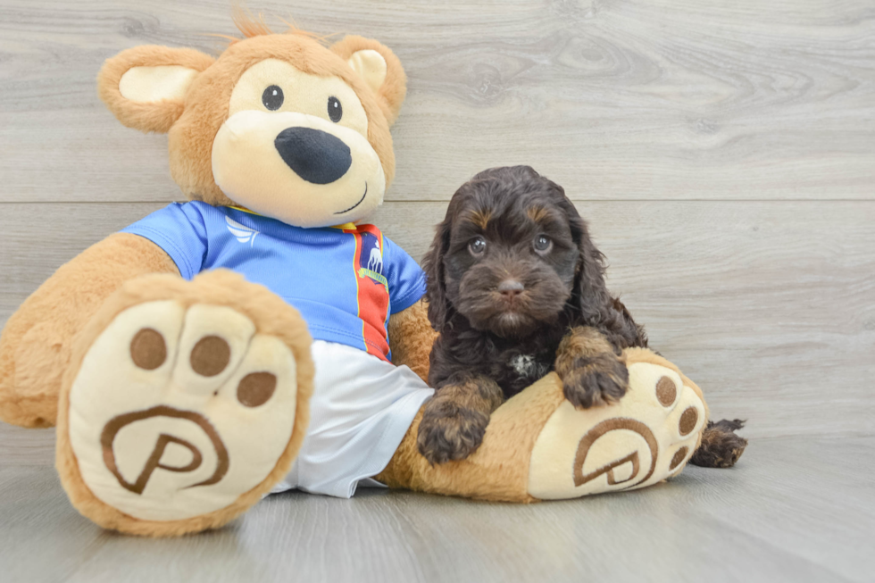Little Cocker Doodle Poodle Mix Puppy